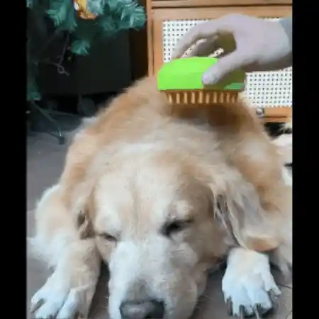 Pet Massage